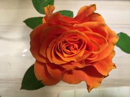 Rose Orange Blooms
