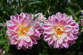 Flowers Garden Nature