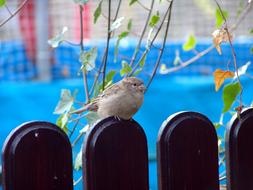 Bird Nature Animal