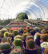 colored cacti in the greenhouse
