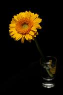 orange flower in a vase