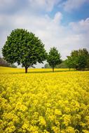 Oilseed Rape Blossom Field Of