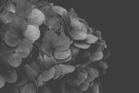 Hydrangea Black white