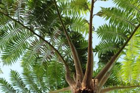 District Goal Fern tree