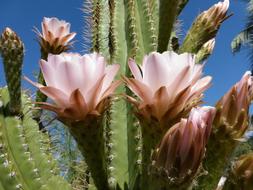 Cactus Flower Bloom