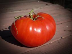 large fresh tomato