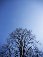 a large tree against the sky