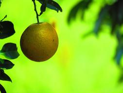 Orange Citric Fruit at green background