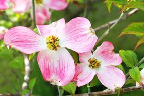 Flower Plant Dogwood Pink