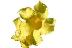 Flower Yellow