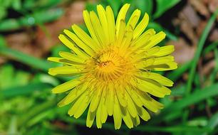 Nature Flower Flowers