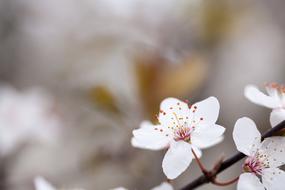 Flower White Plum