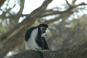 Colobus Monkey Africa