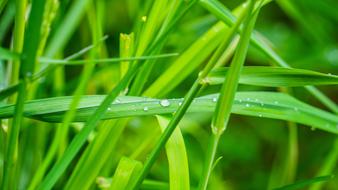 wet spring grass