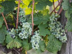 grapevine in the village