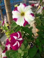 Flower Nice