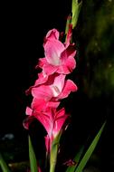 Gladiolus Butterfly