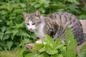 Cat Curious Lurking