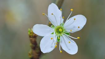 Nature Flower Flowers
