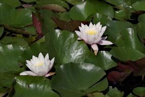 Water Lilies Flower Lily
