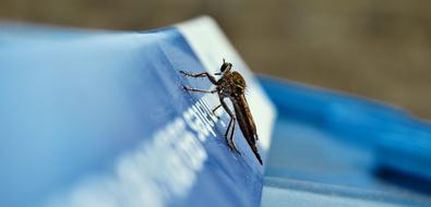 Insect Fly Macro blur