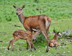 photo of Roe Deer in Wildlife