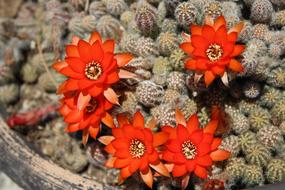 orange flowers on the stones