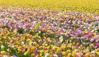 Freesias Field Of Flowers Many