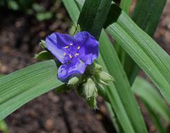 Spiderwort With Buds Tradescantia
