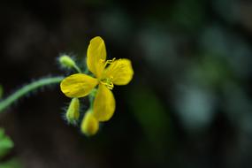 Flower Yellow Macro