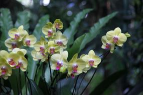 yellow colored Orchid Flowers