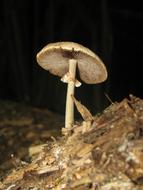 mushroom on the stump
