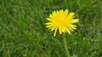 Dandelion Greenery