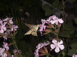 Moth Flowers