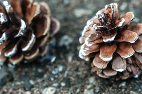 Pinecone Nature