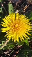 Dandelion Flower Spring