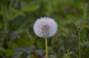 Dandelion Seeds Nature Close