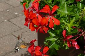 red spring flowers are blooming