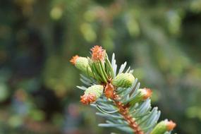 Pine Branch Engine Needles