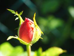 Rose Bud Blossom