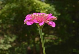 a beautiful flower on a stem