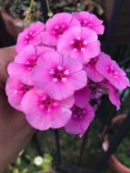 Phlox Flower Bloom