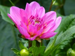 rosebud with leaves