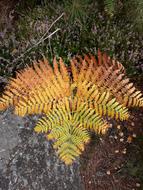 Plant Faded Bright Colored foliage