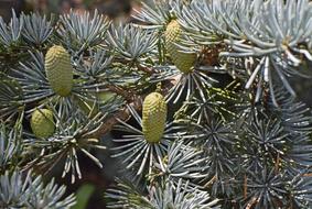 Weeping Spruce New Cones