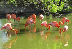 Pink Flamingos Birds Wild