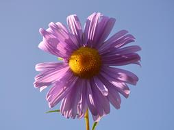 Flower Petals Violet