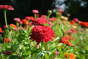 Red Flowers Leaves Green