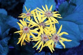 spring yellow flowers blooming