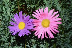 Flowers Pink Parma Nature